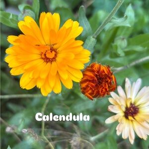 Vibrant butterfly and bee loving flower seeds